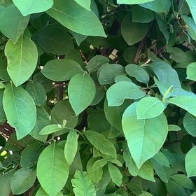 Photo of the plant species Spicebush by @ChummyPecan named Sahara on Greg, the plant care app