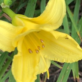 Photo of the plant species Yellow Daylily by @ChummyPecan named Delilah on Greg, the plant care app