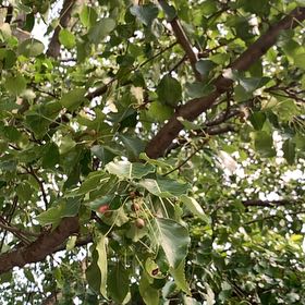 Photo of the plant species Bradford Pear by @ChummyPecan named ChloroPhil on Greg, the plant care app
