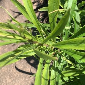 Photo of the plant species Rough Canada Goldenrod by @ChummyPecan named Walt on Greg, the plant care app
