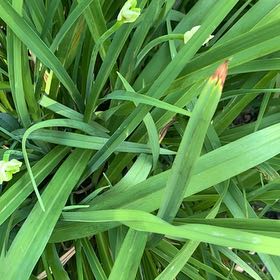 Photo of the plant species Blackberry Lily by @ChummyPecan named Drake on Greg, the plant care app