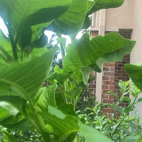 Photo of the plant species Cup Plant by @ChummyPecan named Kobe on Greg, the plant care app