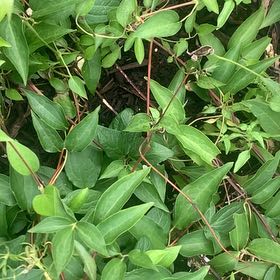 Photo of the plant species Sweet Autumn Virginsbower by @ChummyPecan named Emerson on Greg, the plant care app