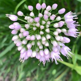 Photo of the plant species Autumn Onion by @ChummyPecan named Bieber on Greg, the plant care app