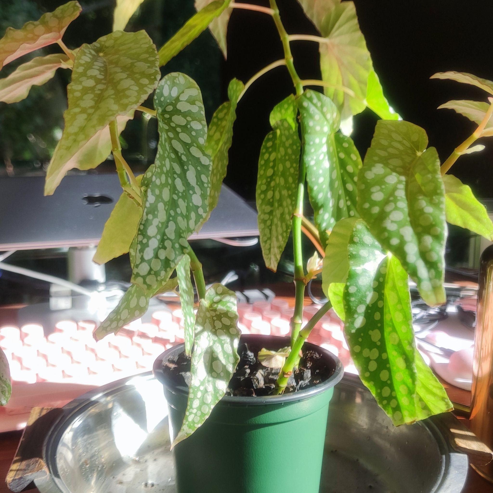 Begonia coccinea