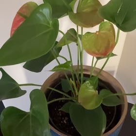 Photo of the plant species Flamingo Lily by @VividProlifica named Zeus on Greg, the plant care app