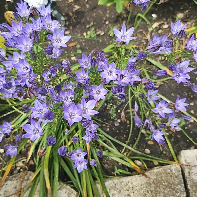 Photo of the plant species Portuguese Squill by @ComicBibi named Diana on Greg, the plant care app