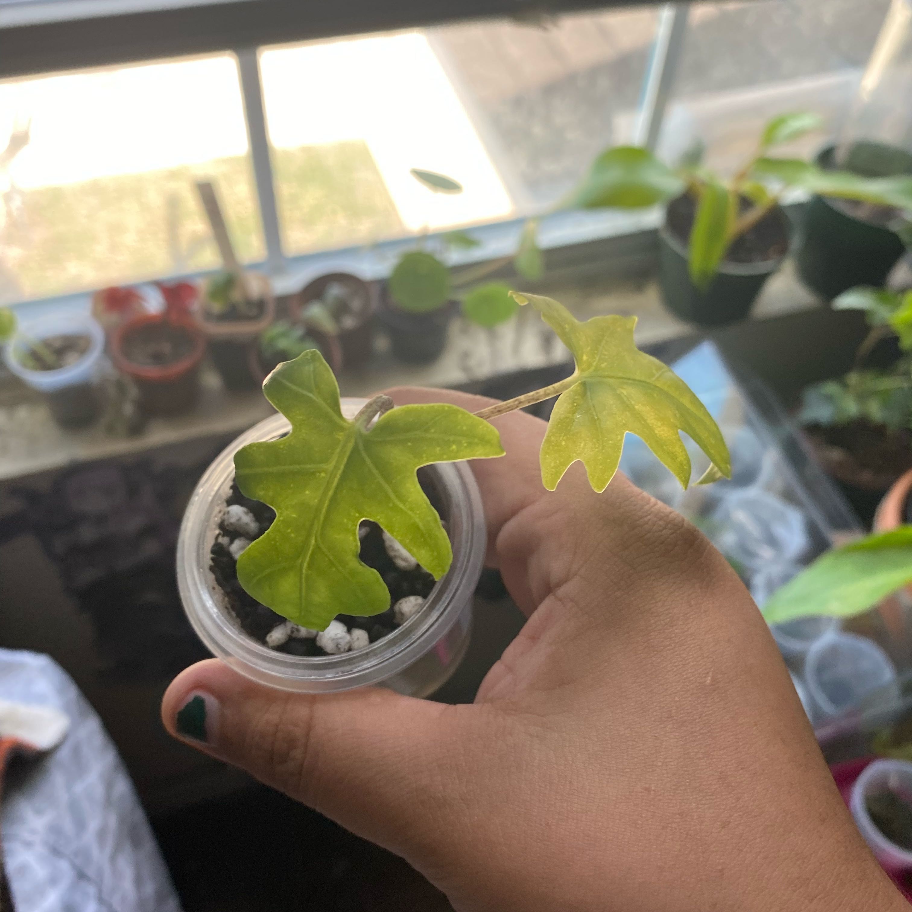 Photo of the plant species Alocasia brancifolia by @Vivisplantzz named Xisuma on Greg, the plant care app
