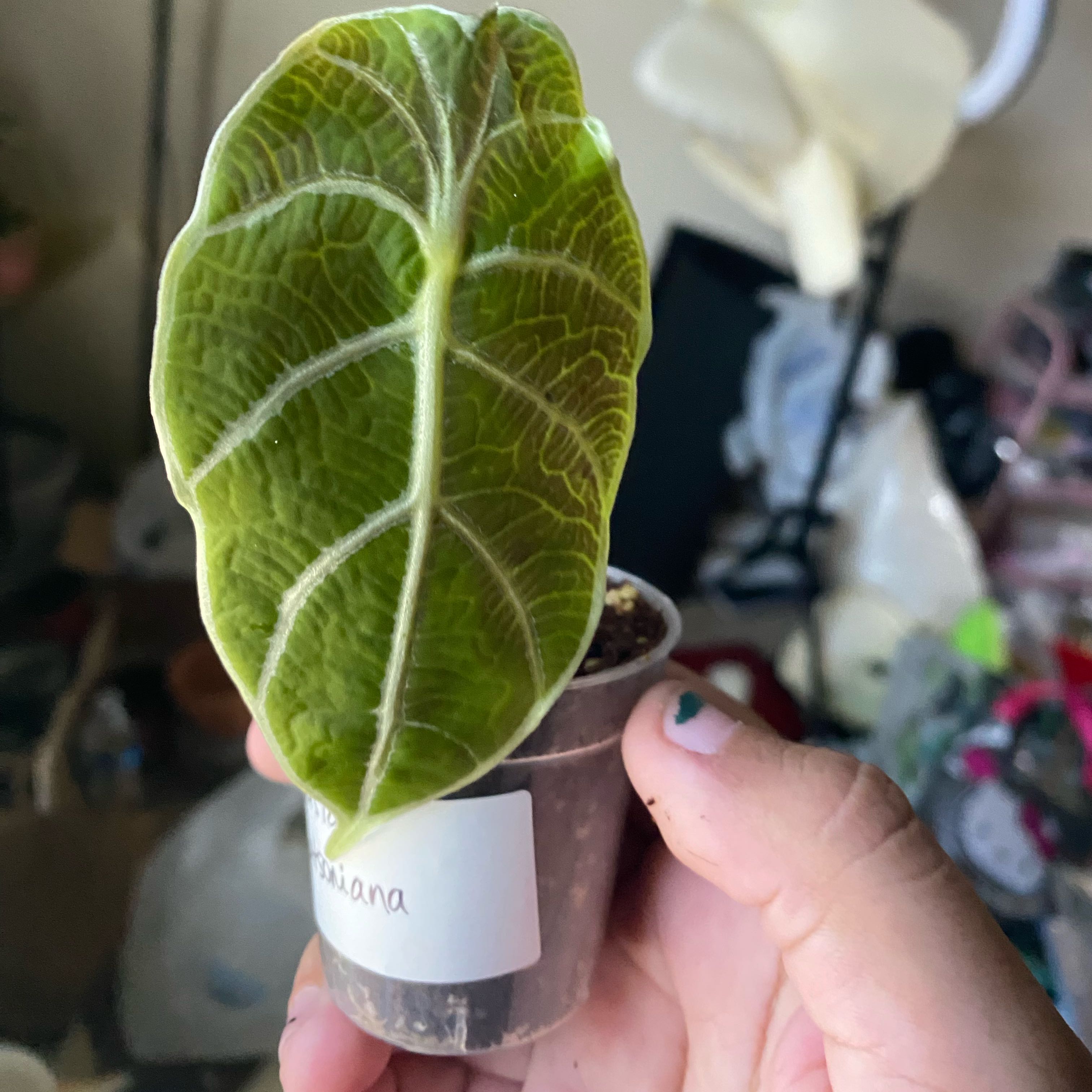 Photo of the plant species Alocasia Watsonia by @Vivisplantzz named Watcher on Greg, the plant care app