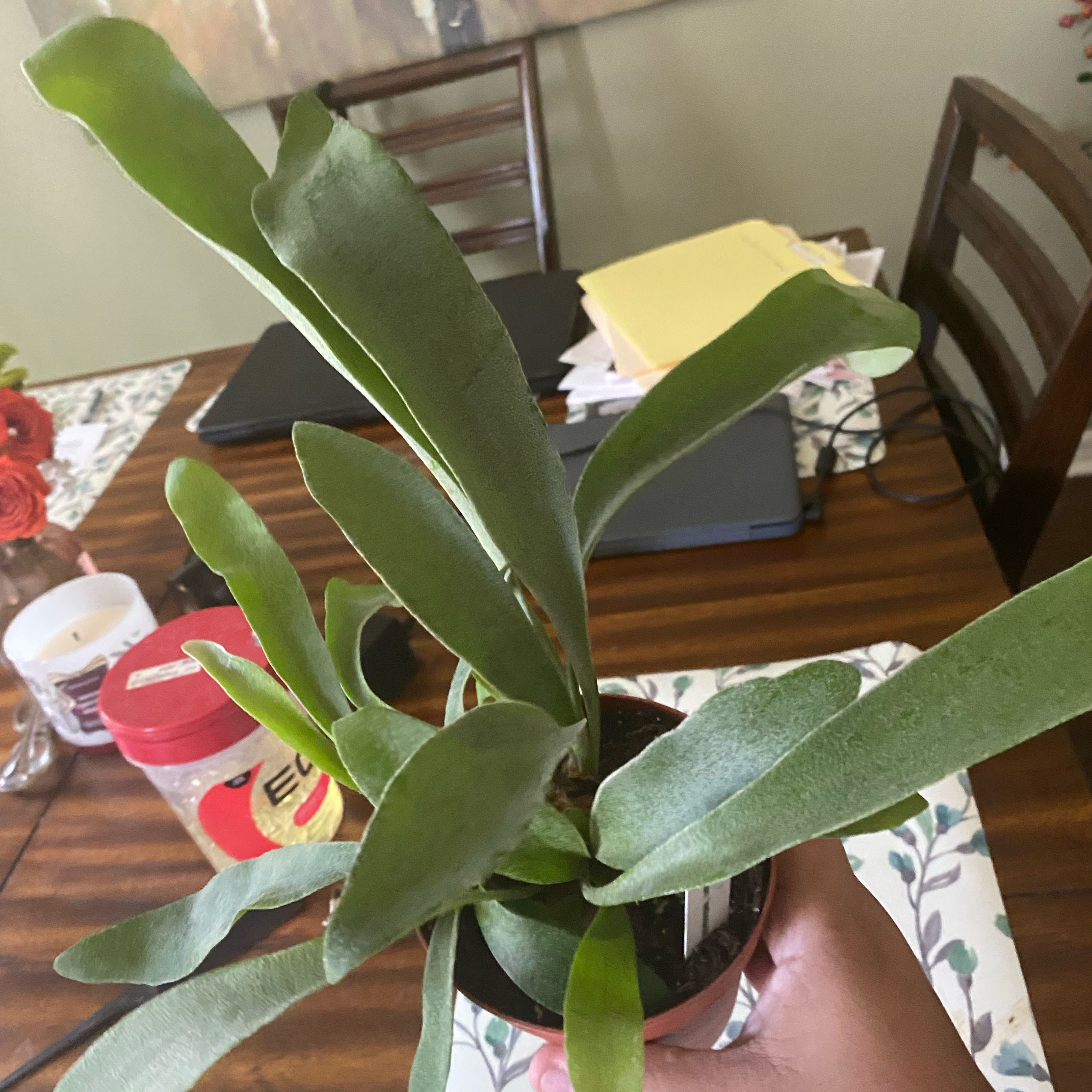 Photo of the plant species Dutch Staghorn Fern by @Vivisplantzz named Buck on Greg, the plant care app