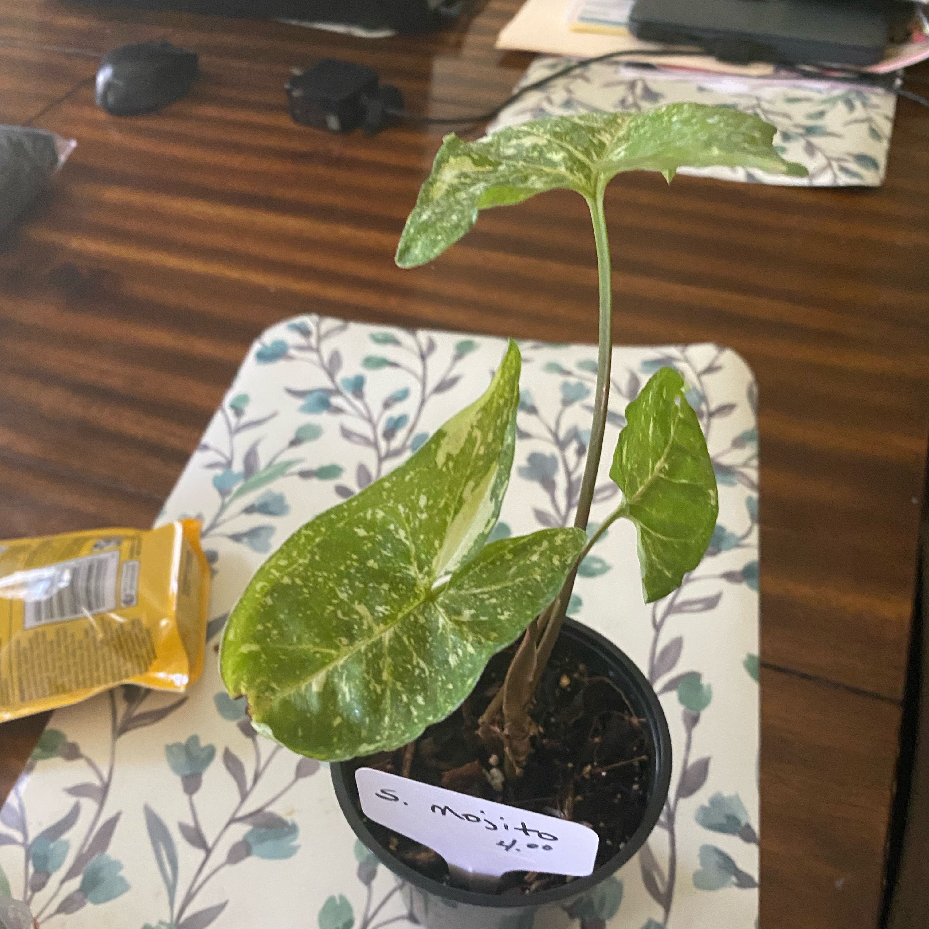 Photo of the plant species Arrowhead by @Vivisplantzz named Anne on Greg, the plant care app