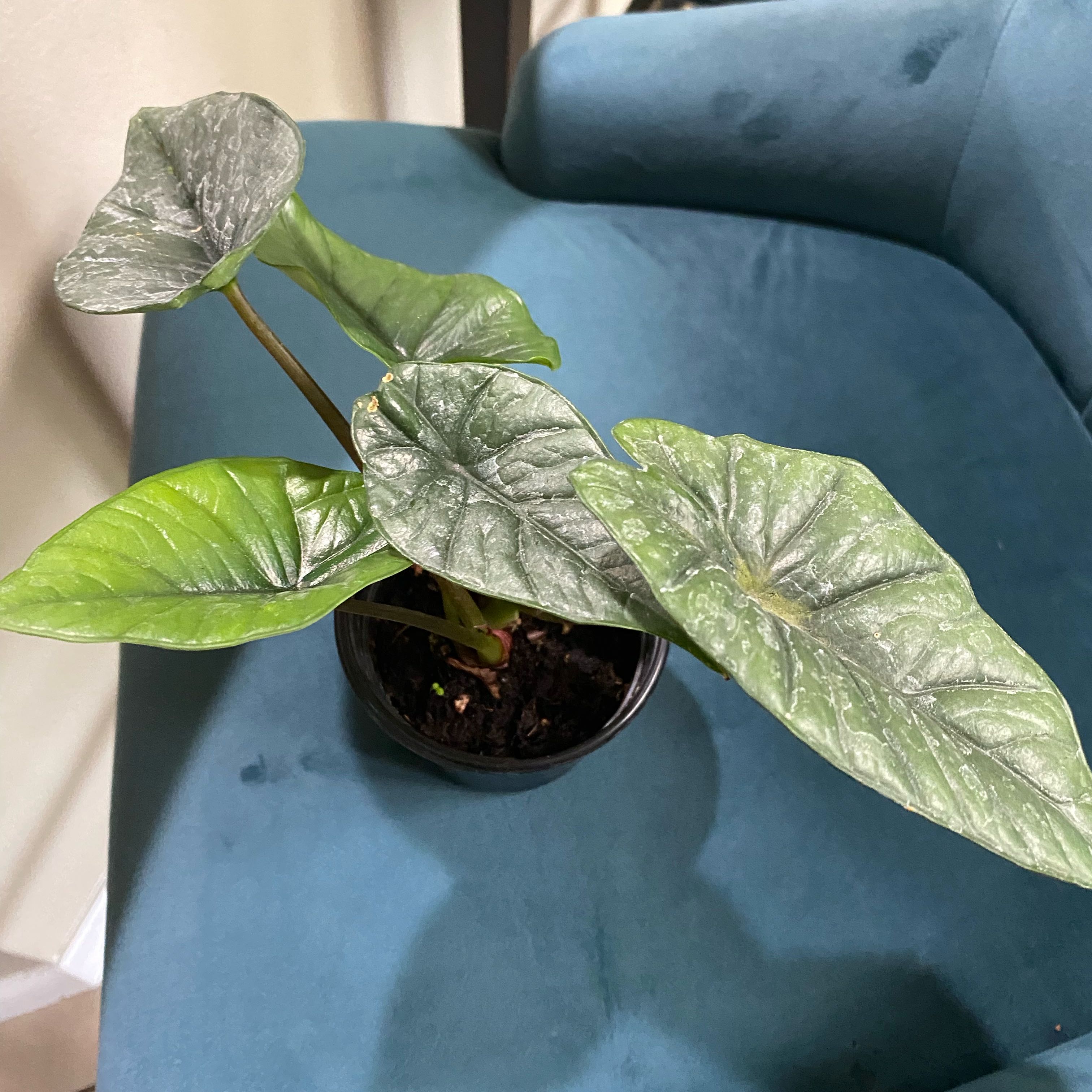 Photo of the plant species Alocasia Platinum by @Vivisplantzz named Osmo on Greg, the plant care app