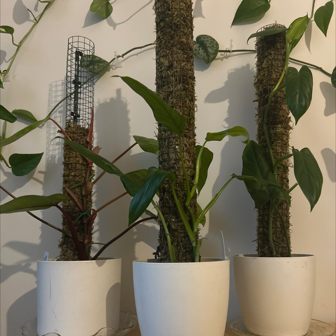 Photo of the plant species Spadeleaf Philodendron by @PaintedLady named Drake on Greg, the plant care app