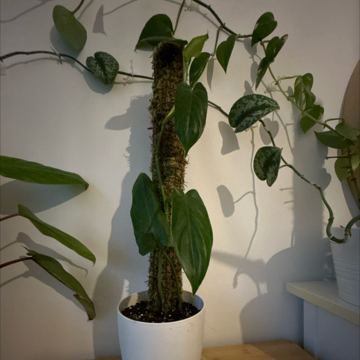 Photo of the plant species Philodendron oxapapense by @PaintedLady named Apollo on Greg, the plant care app