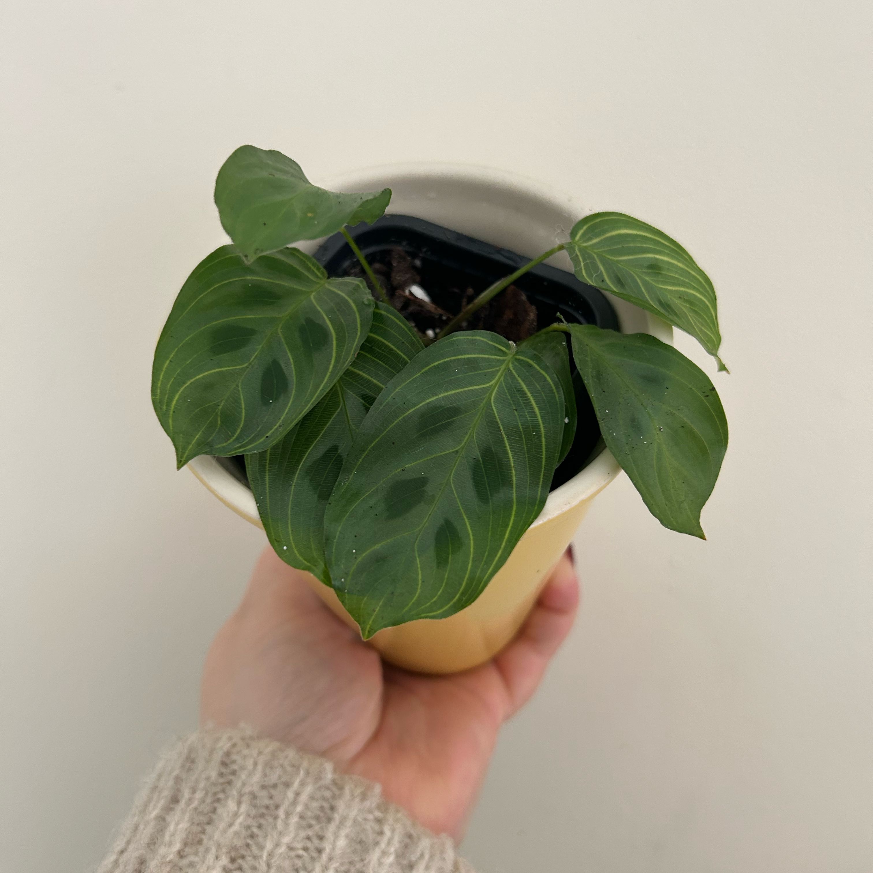 Photo of the plant species Maranta Light Veins by @PaintedLady named Fernie Mercury on Greg, the plant care app
