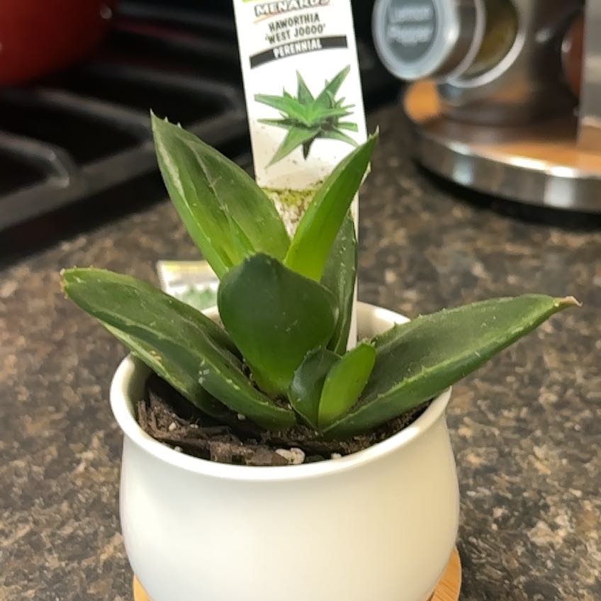 Plant care for Fairy Washboard on Greg, the plant care app