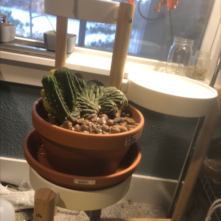 Photo of the plant species Crested variegated San Pedro by @ConnectedLithop named Tolkien on Greg, the plant care app