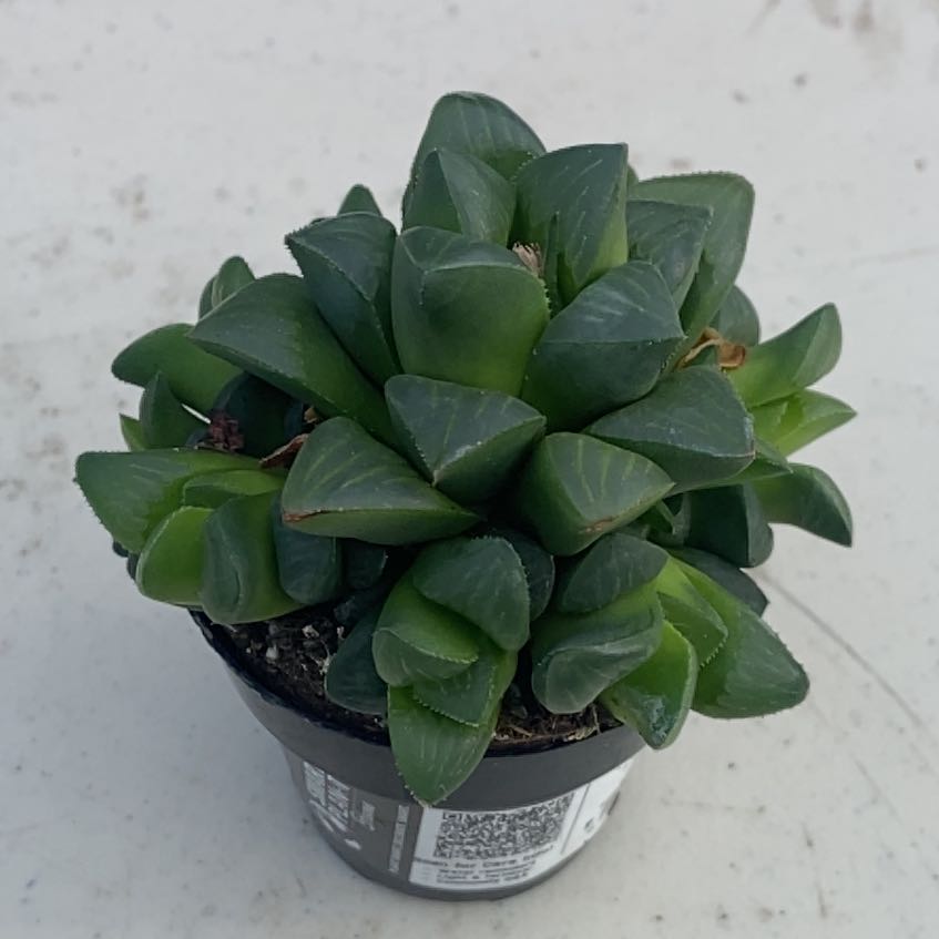 Photo of the plant species Haworthia mirabilis var. mundula by @HunkyOregonash named Dolores on Greg, the plant care app