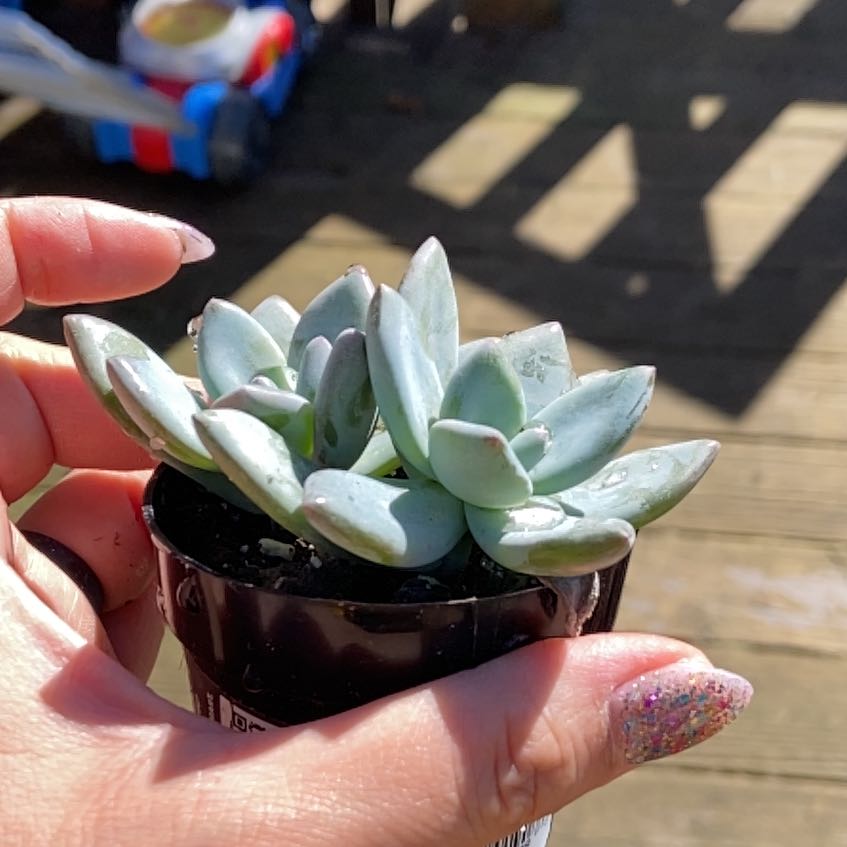 A healthy Pachyveria 'Powder Puff' succulent held by a hand.