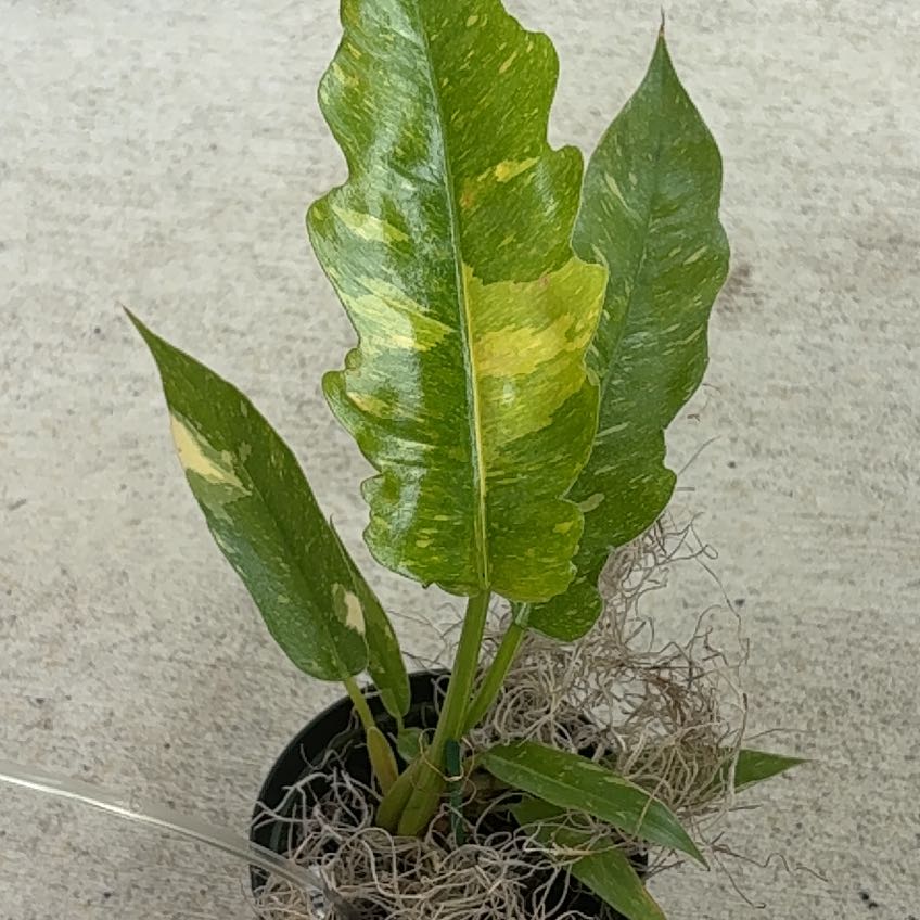 Photo of the plant species Philodendron 'Ring of Fire' by @YeveVinemaple named Huckleberry Fern on Greg, the plant care app