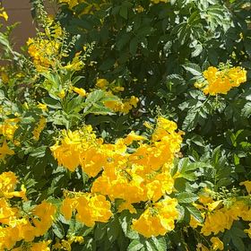 Photo of the plant species Yellow Bells by @SpiffySilkvine named Achilles on Greg, the plant care app