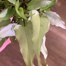 Photo of the plant species Syngonium Silver Fox by @AngelSucculents named Beyonce on Greg, the plant care app