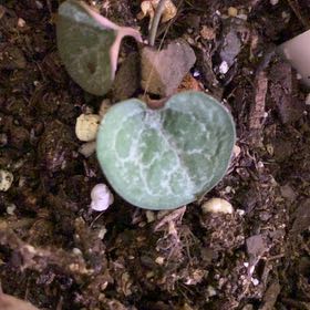 Photo of the plant species String of Turtles by @AngelSucculents named Harper on Greg, the plant care app