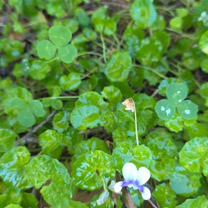 Photo of the plant species Viola Banksii by @HoneyedBlue named Gobi on Greg, the plant care app
