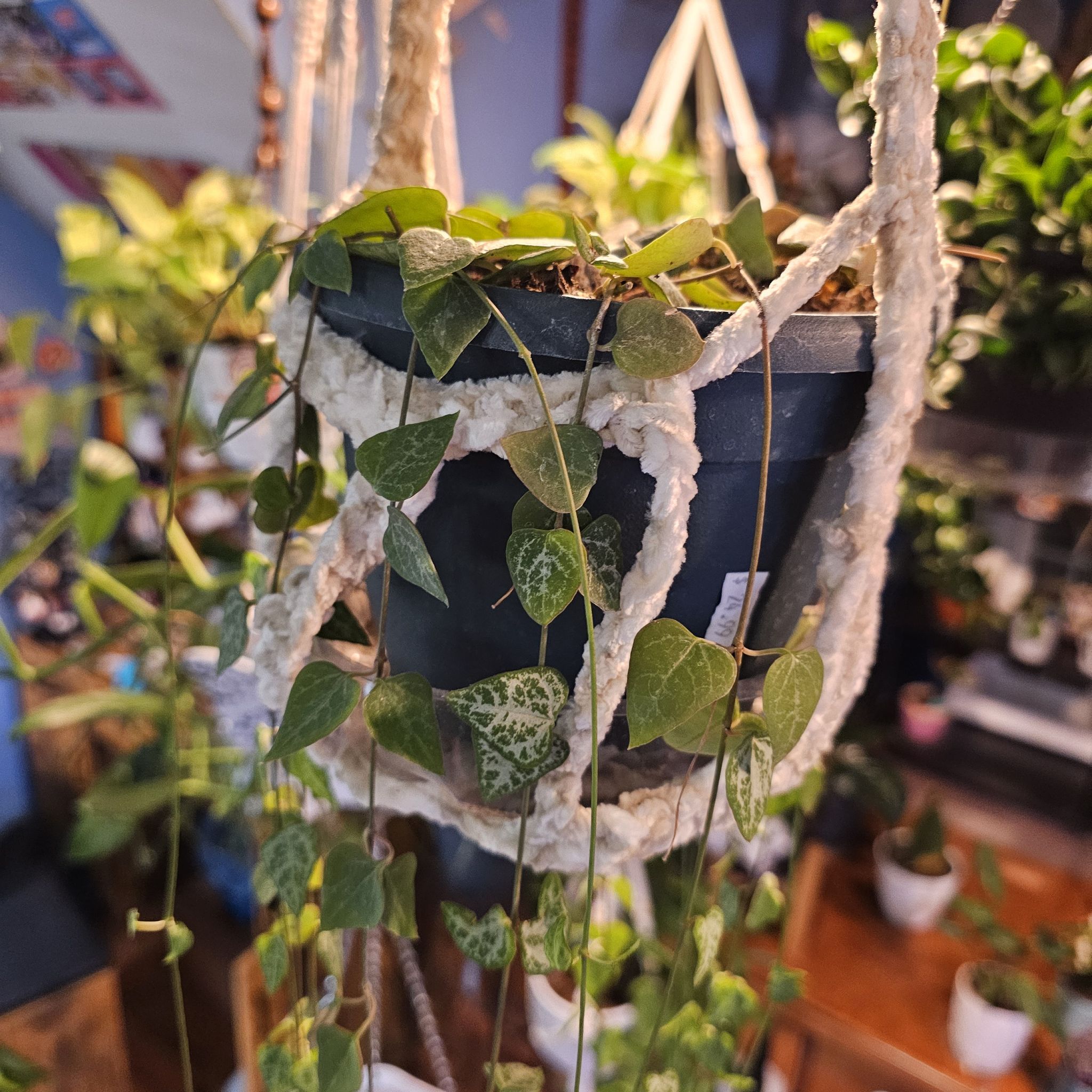 String Of Arrows plant in a hanging pot with macrame holder, healthy heart-shaped leaves.