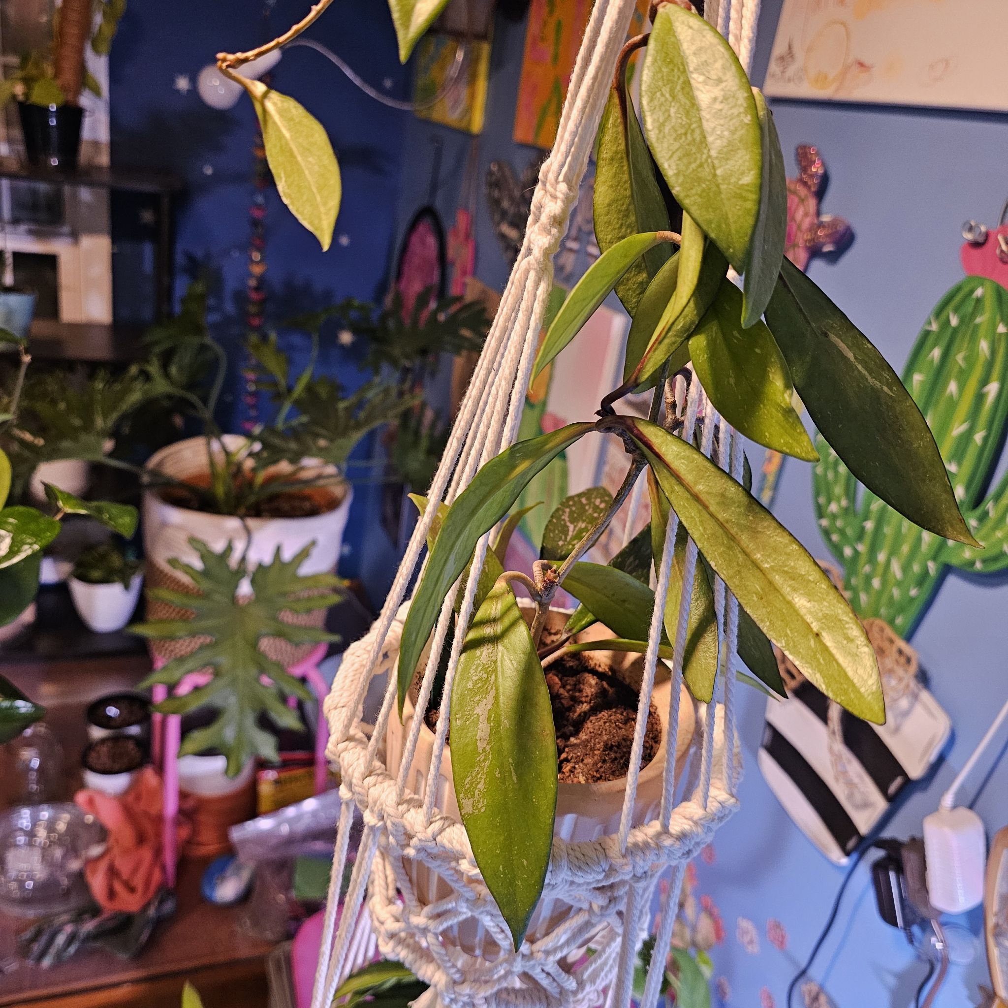 Hoya publicalyx 'Royal Hawaiian Purple' plant in a hanging pot with healthy green leaves.