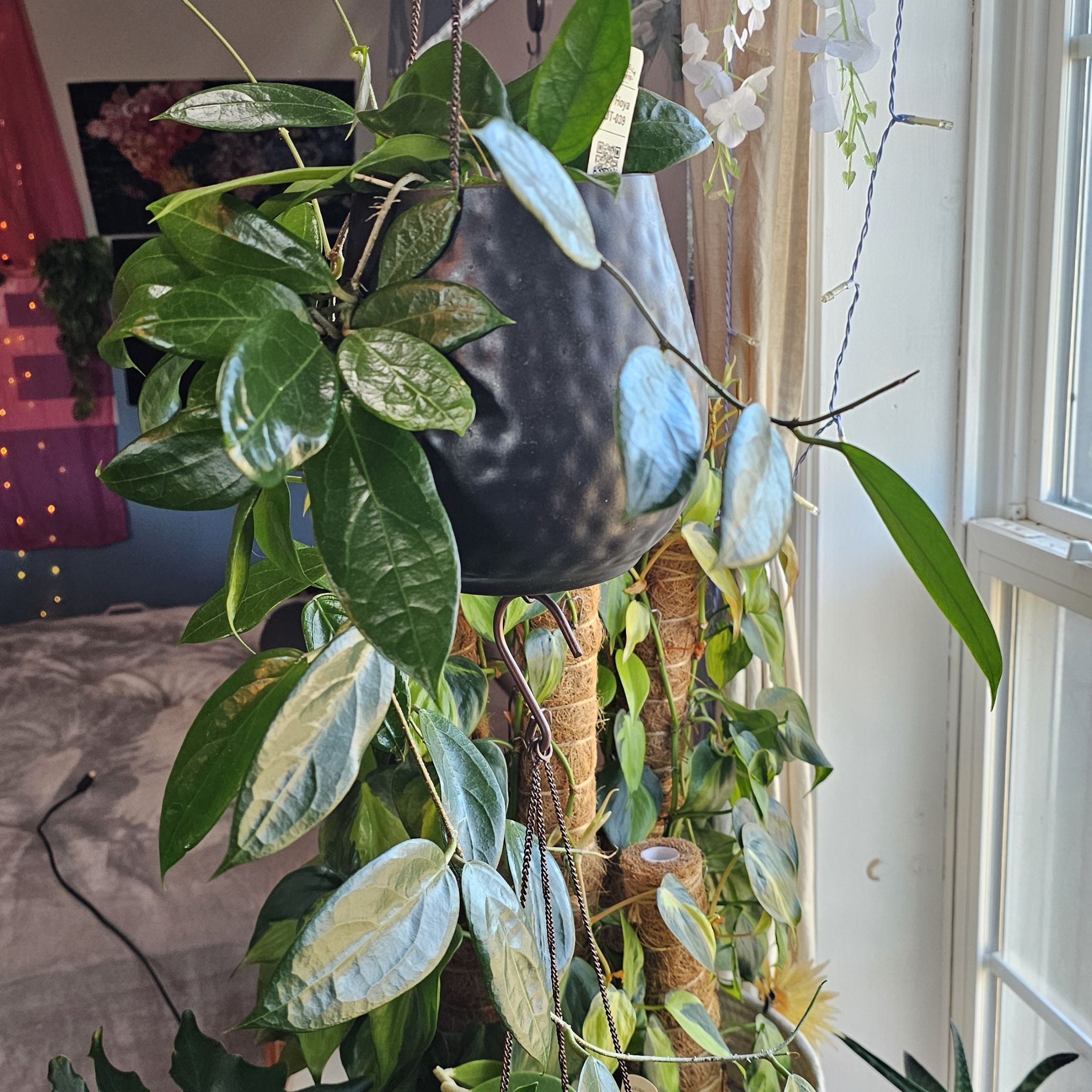 Photo of the plant species Hoya 'Flores Island' by @PlantLady01 named Demi on Greg, the plant care app