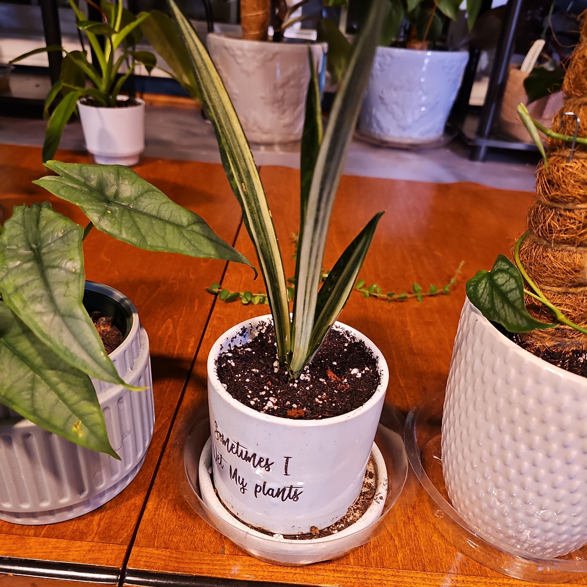 White Sansevieria plant in a small pot on a wooden surface, appears healthy.