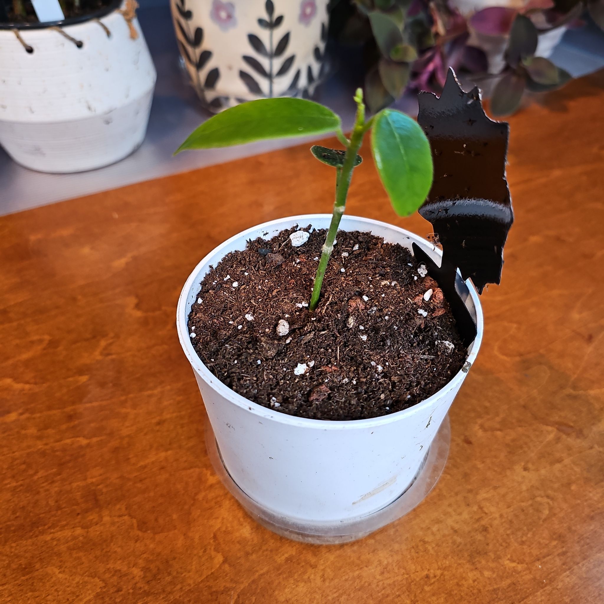 Photo of the plant species Hoya coronaria by @PlantLady01 named Navajo on Greg, the plant care app