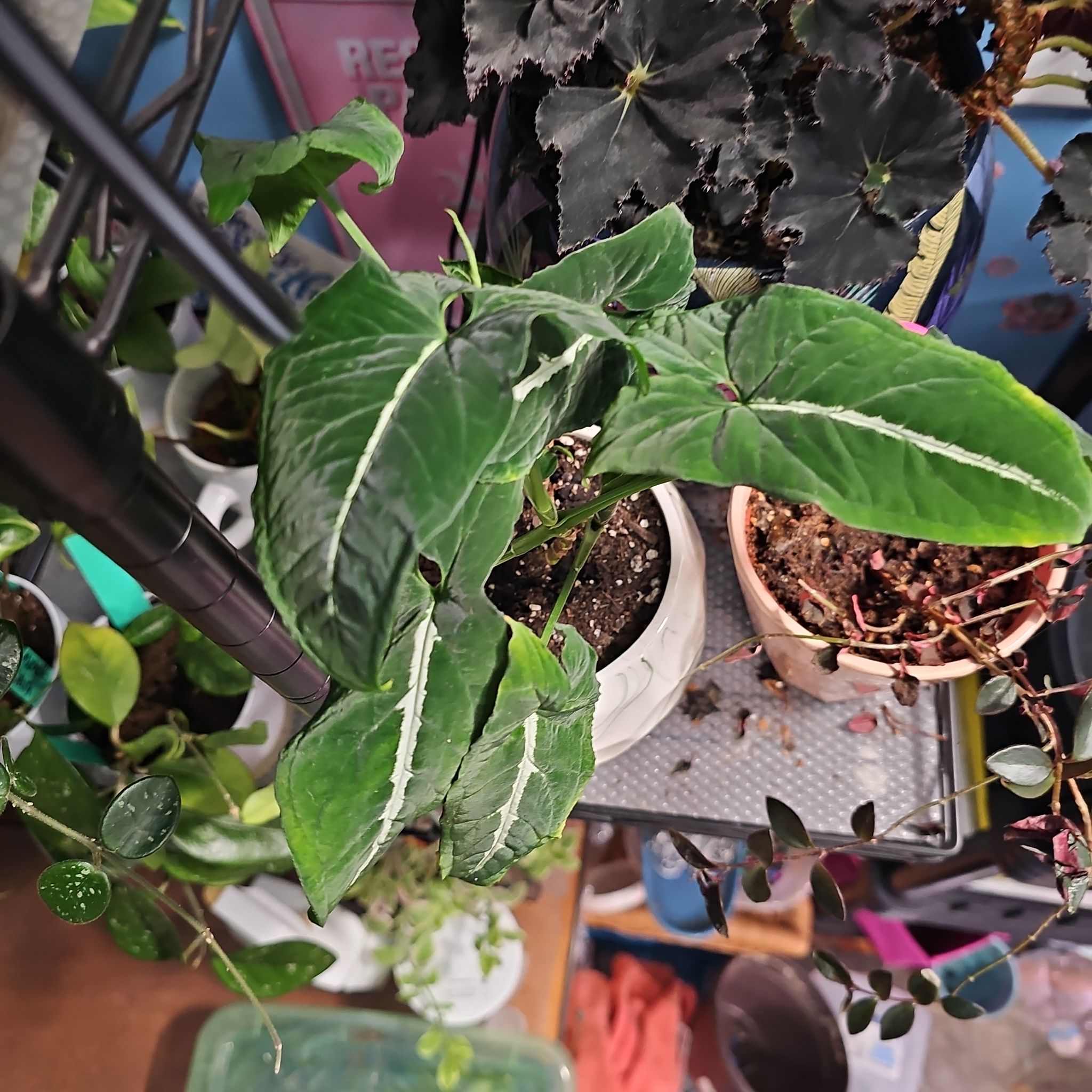 Photo of the plant species Arrowhead Vine by @PlantLady01 named Robert Plant on Greg, the plant care app
