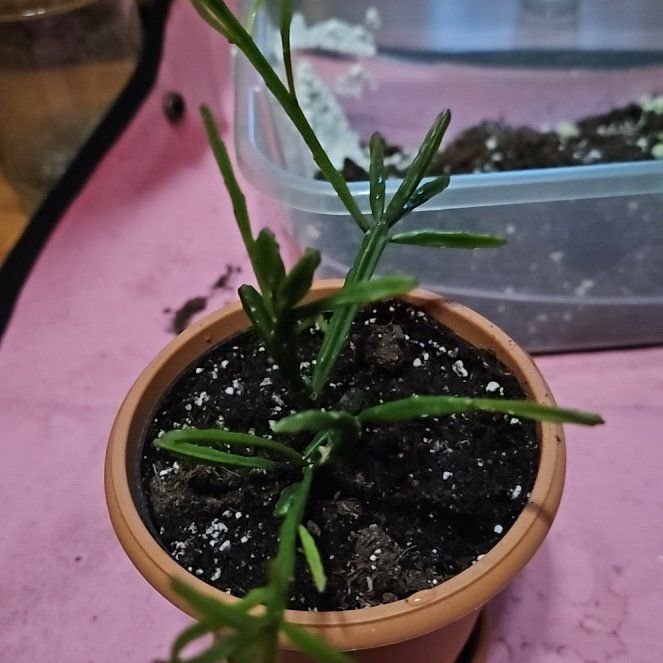 Photo of the plant species Jungle Cactus by @PlantLady01 named Austen on Greg, the plant care app