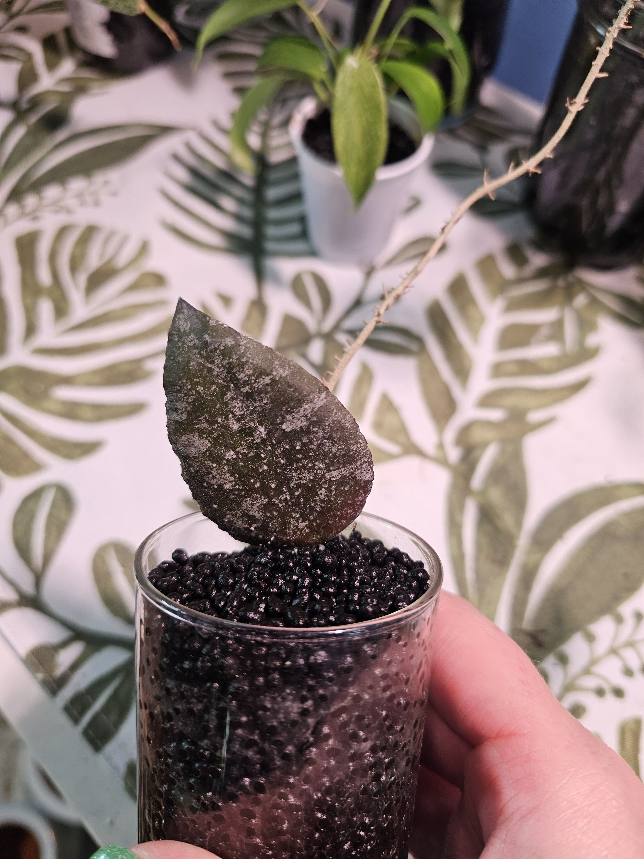 Hoya caudata Sumatra plant in a glass container with black granular substrate, single leaf with white speckles.