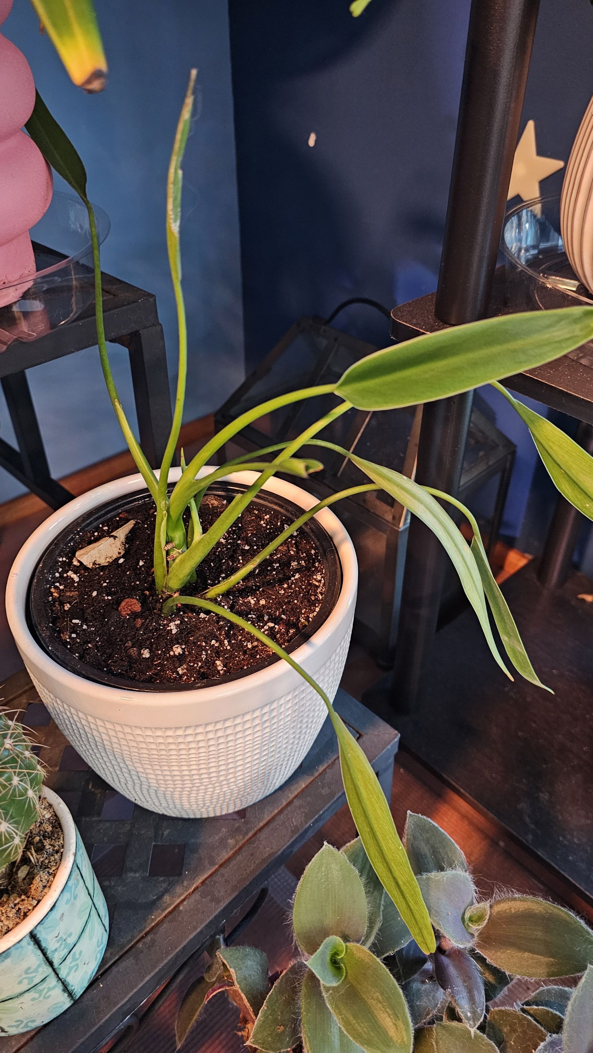 Photo of the plant species Philodendron 'Sucre's Slim' by @PlantLady01 named Gaga on Greg, the plant care app