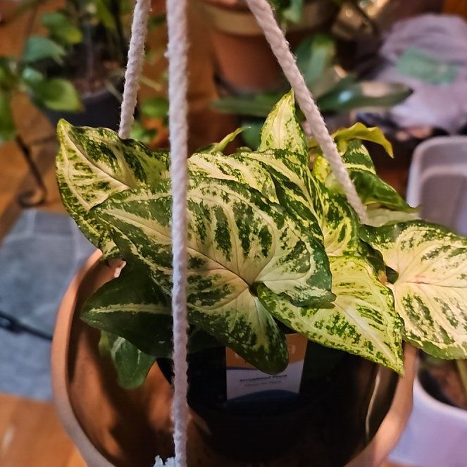 Photo of the plant species Syngonium Glo Go by @PlantLady01 named Huckleberry Fern on Greg, the plant care app