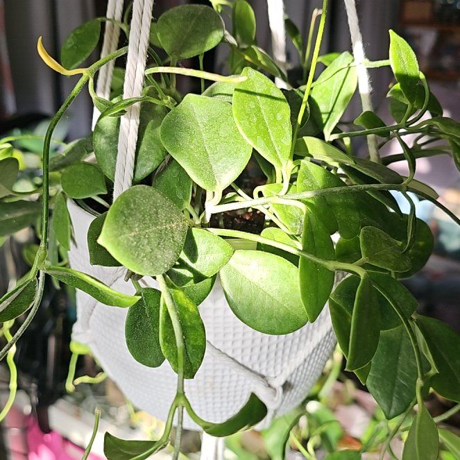 Photo of the plant species Hoya australis 'Keysii' by @PlantLady01 named Aria on Greg, the plant care app