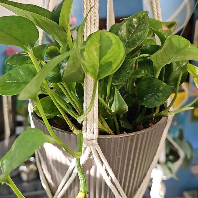 Photo of the plant species Lemon Top Pothos by @PlantLady01 named Austen on Greg, the plant care app