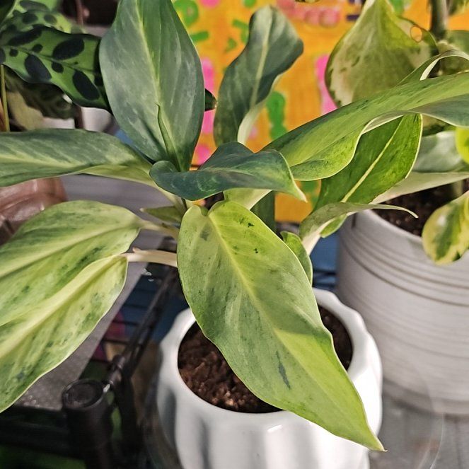 Photo of the plant species Aglaonema by @PlantLady01 named Tupot amaroot on Greg, the plant care app