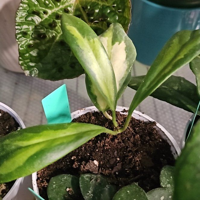 Photo of the plant species Hoya Eclipse by @PlantLady01 named Gregarious on Greg, the plant care app