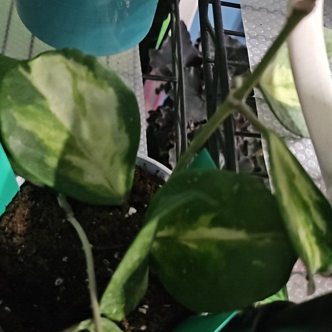 Photo of the plant species Hoya Obovata Variegated by @PlantLady01 named Dax on Greg, the plant care app
