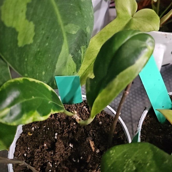 Photo of the plant species Hoya incrassata 'Albomarginata' by @PlantLady01 named Fernie Mac on Greg, the plant care app