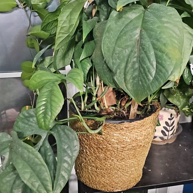 Photo of the plant species Amydrium medium by @PlantLady01 named Stella on Greg, the plant care app