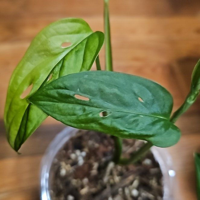 Photo of the plant species Aurea Swiss Cheese Plant by @PlantLady01 named Orwell on Greg, the plant care app