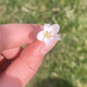 Photo of the plant species Virginia Springbeauty by @PlausibleBlinks named Scarlett on Greg, the plant care app