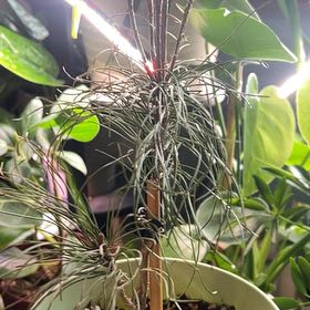 Photo of the plant species Pine trees by @SaccharineOnion named Pinecone on Greg, the plant care app