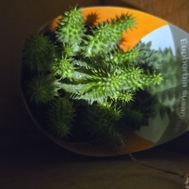 Photo of the plant species Susanne's Spurge by @PurelyDracopis named Emerson on Greg, the plant care app