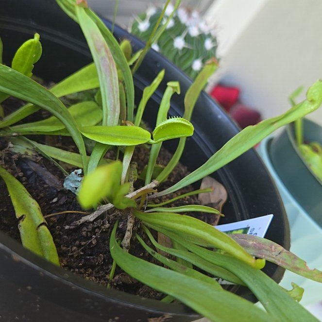 Photo of the plant species Sarracenia 'Scarlett Belle' by @PurelyDracopis named Dolores on Greg, the plant care app